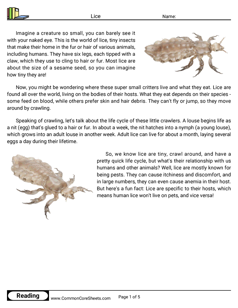 Reading Comprehension Insects Worksheets - lice worksheet